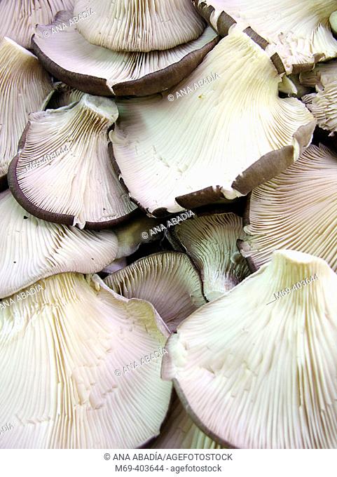 Oyster mushrooms. La Boquería market. Barcelona. Spain