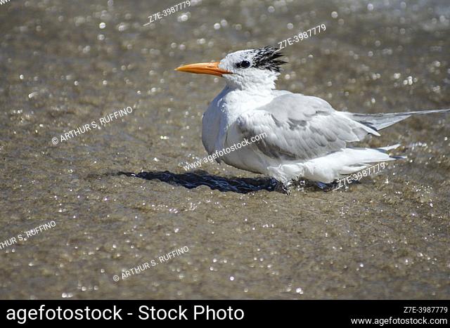 Royal tern (Thalasseus maximus) going for a swim. South Florida, U. S. A. , North America