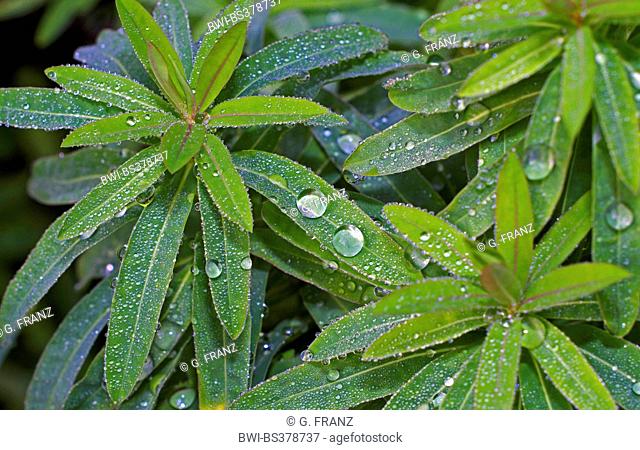 Cushion Spurge (Euphorbia polychroma), leaves with raindrops in autumn