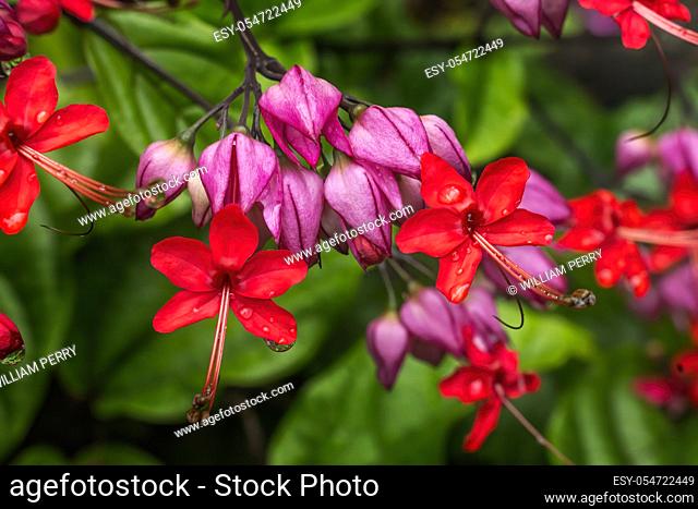 Pink Red Chinese Honeysickle Rangoon Creeper Vine Green Leaves Easter Island Chile