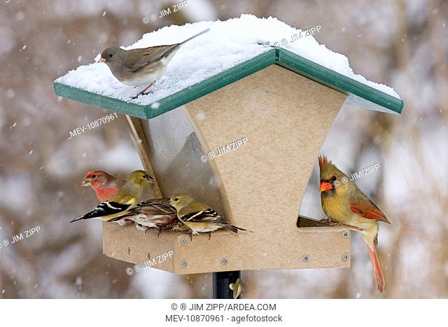 Recycled bird feeder - in winter with cardinal, house finch, junco and goldfinch. . Connecticut in February