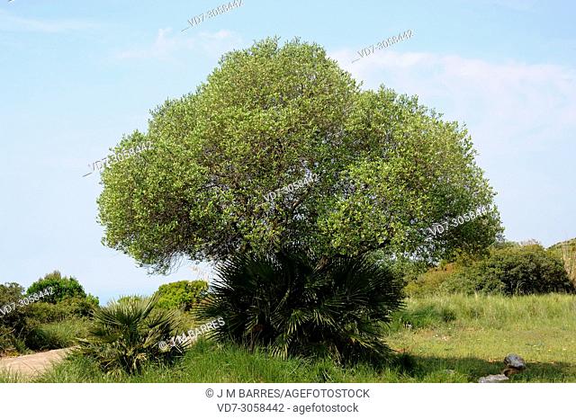 Wild olive (Olea europaea sylvestris or Olea europaea oleaster) is a shrub or small tree native to Mediterranean Basin. This photo was taken in Garraf Natural...