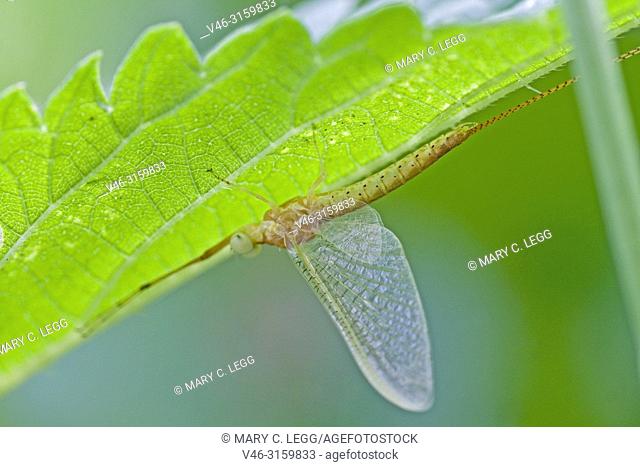 Drake Mackerel Mayfly, Ephemera vulgata. Newly emerged transparent mayfly. Mayflies are particularly sensitive to acidification