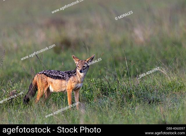 Africa, East Africa, Kenya, Masai Mara National Reserve, National Park, Black-backed jackal (Lupulella mesomelas, walking in the savanna