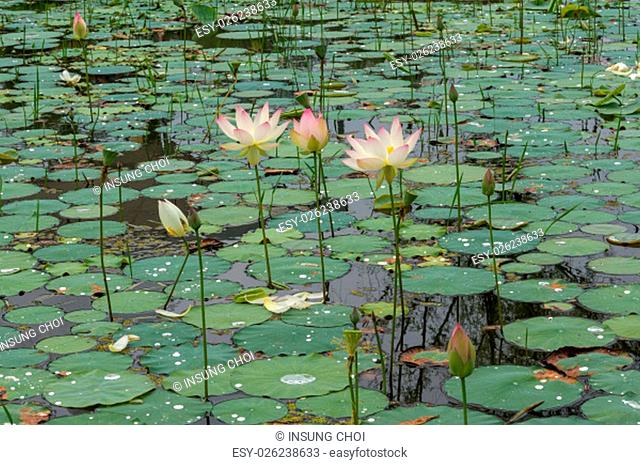 Lotus flower pond in Buyeo, South Korea. Taken during lotus flower festival