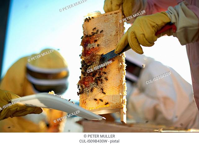 Beekeepers scraping honeycomb tray on city rooftop