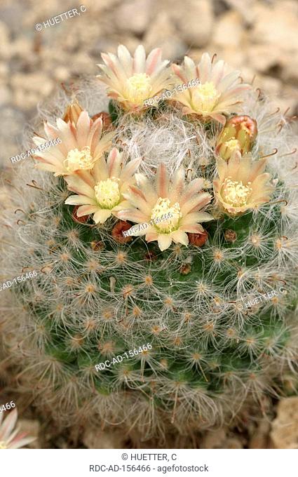 Powder Puff Cactus Mammillaria bocasana