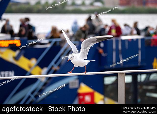 19 September 2021, Hamburg: A seagull (Larinae) flutters on a railing while in the background passengers stand on the upper deck of a harbour ferry