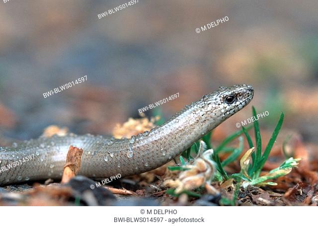 European slow worm blindworm, slow worm Anguis fragilis, portrait, Germany