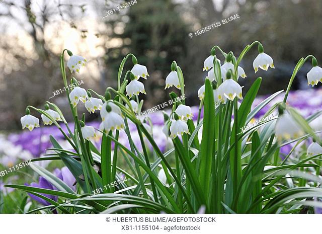 Spring Snowflake, Leucojum vernum and Summer Snowflake or Loddon Lily Leucojum aestivum are bulbous plants belonging to the Amaryllidaceae family