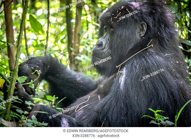 Mountain Gorilla (Gorilla beringei beringei) of the Muhoza group, in Volcanoes National Park, Virunga mountain range , Rwanda