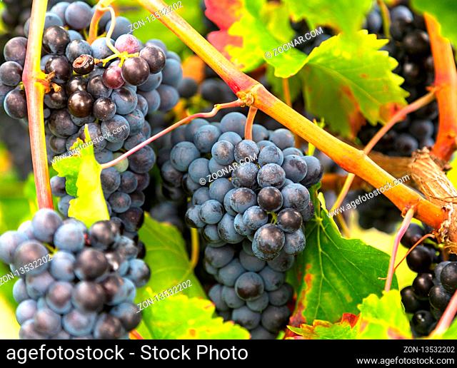 Fields with trees of black grapes give harvest in autumn