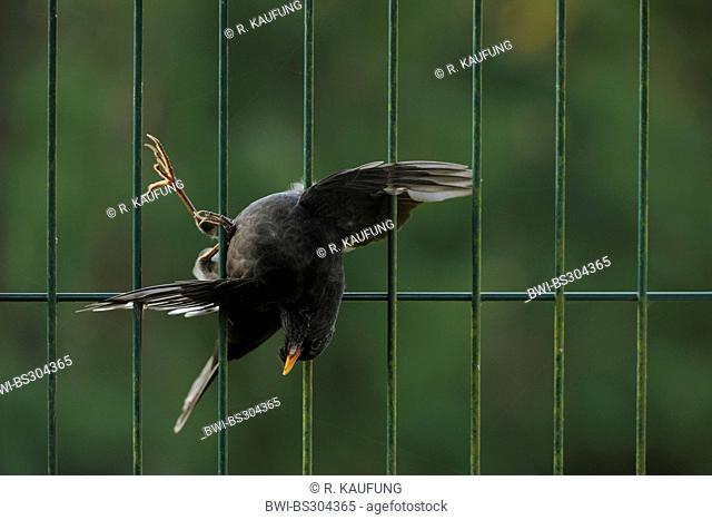 blackbird (Turdus merula), perished in a fence, Germany