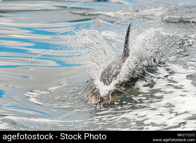 Ein Weißstreifendelfin schwimmt an der Oberfläche des Pazifiks