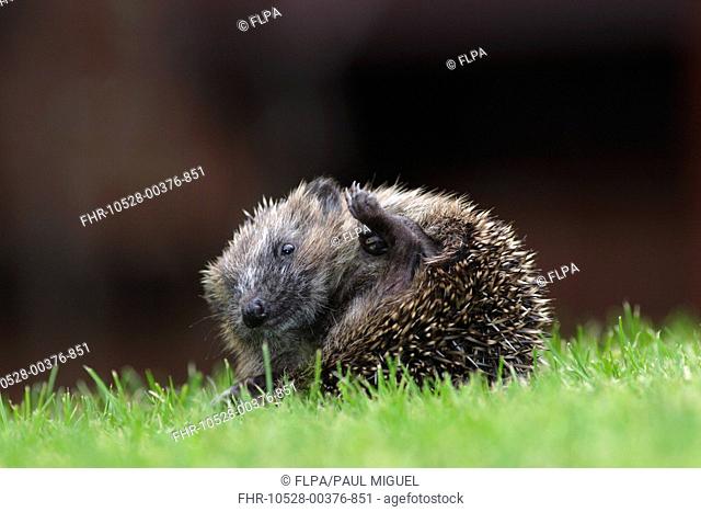 European Hedgehog Erinaceus europaeus young, partially curled up in defensive ball, on garden lawn, Yorkshire, England, august