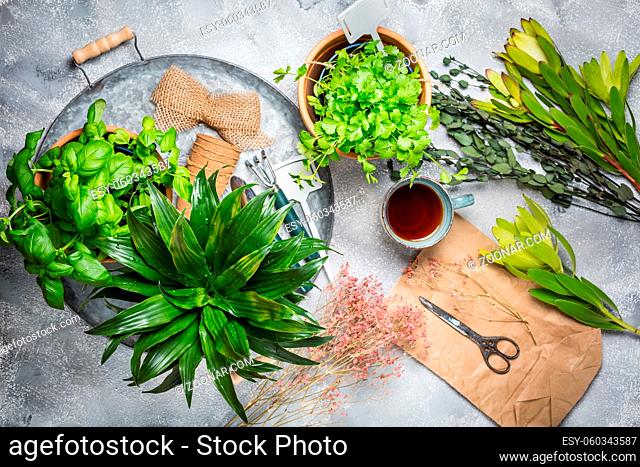 Planning your herb garden, patio and replanting of herbs and indoor plants. Cup od tea with garden tools and flower pots