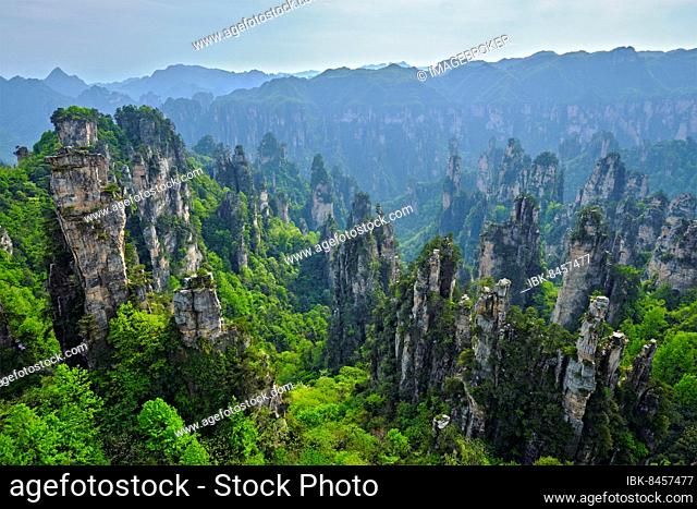 Famous tourist attraction of China, Zhangjiajie stone pillars cliff mountains on sunset at Wulingyuan, Hunan, China, Asia