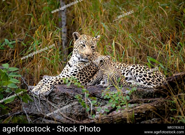 A female leopard and her cub, Panthera pardus, lie together on a log, cub puts its paws on her face
