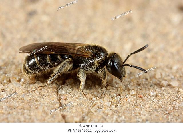 sweat bee Lasioglossum sp. - HÃœneberg, Ripsdorf, Eifel, Rhineland-Palatinate, Rheinland-Pfalz, Germany, Europe