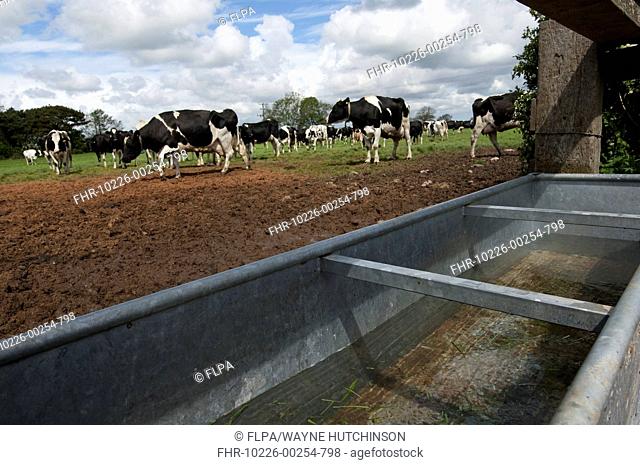 Domestic Cattle, Holstein dairy cows, herd standing on poached pasture beside water trough, England, may