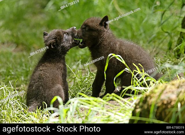 Timberwolf, American wolf (Canis lupus occidentalis), captive, pups at den, Germany, Europe
