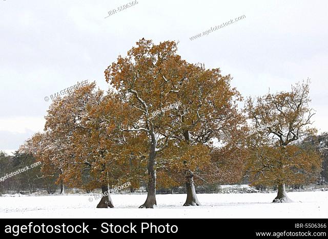 English oaks (Quercus robur) covered with hoarfrost and snow, still leafy, Schleswig-Holstein- Germany