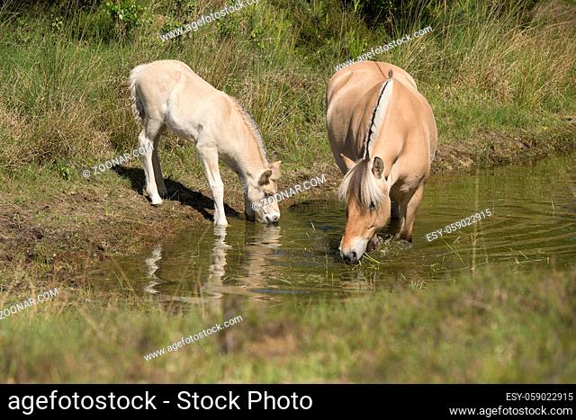 Cute young foal and mare of a Fjord horse. drinking from a pond on a sunny day