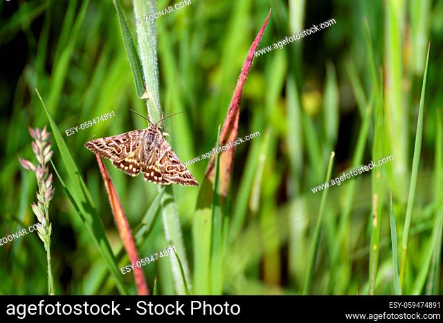 Mother Shipton moth (Callistege mi) warming up on a grass stem in the morning sunshine