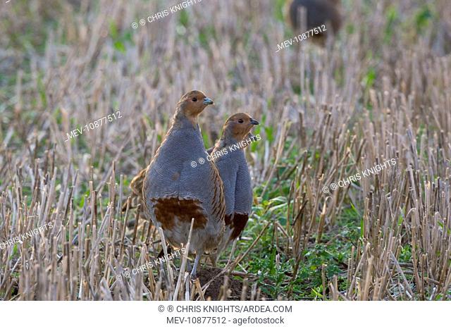 Grey Partridge - family group standing in winter stubble field, October (Perdix perdix). Gooderstone, Norfolk, U.K