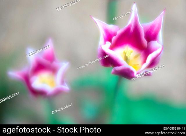 A detail macro view of dreamy two-tone tulips in purple and white with special breed pointed petals in shimmering bright light