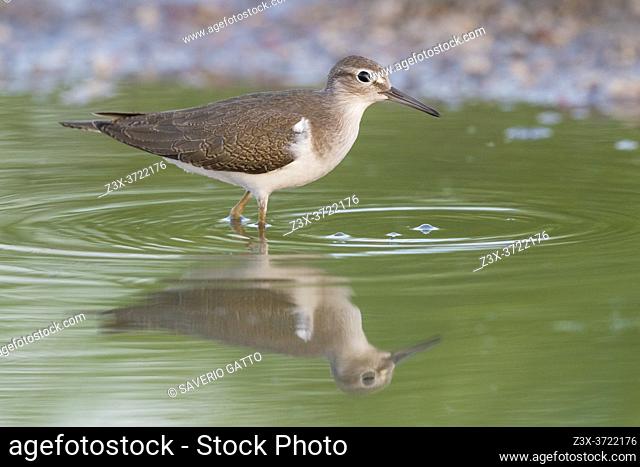 Common Sandpiper (Actitis hypoleucos), side view of a juvenile standing in a pond, Campania, Italy