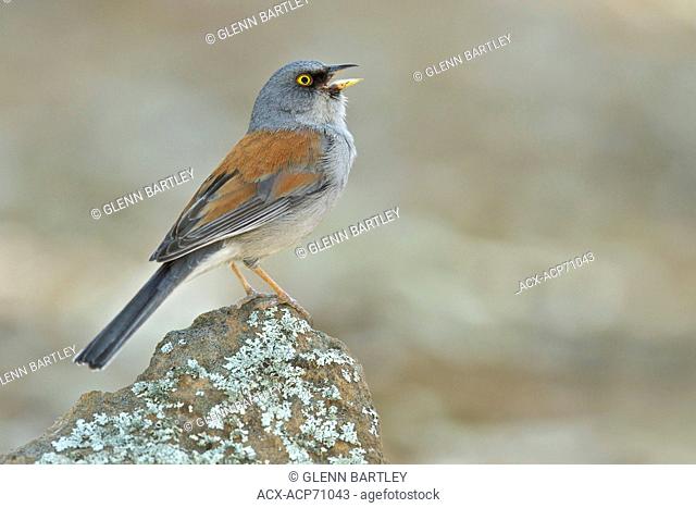 Yellow-eyed Junco (Junco phaeonotus) perched on a rock in southern Arizona, USA