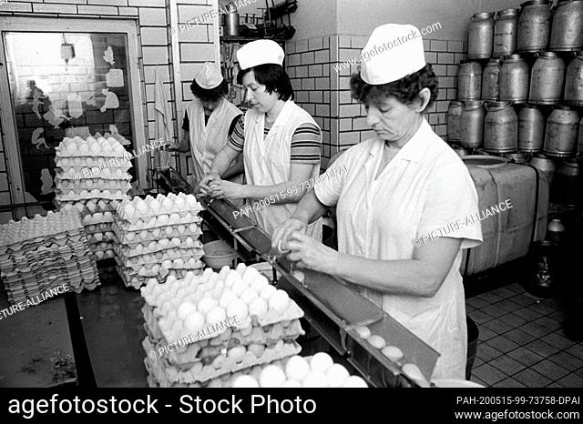 30 November 1986, Saxony, Torgau: At the end of the 1980s in the district of Torgau, hen eggs for egg liqueur production were broken by women in the production...