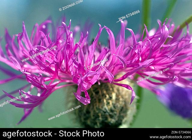 Peruecken-Flockenblume; Centaurea pseudophrygia