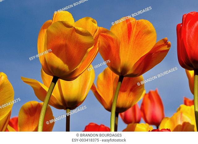 Orange and Yellow Tulips with Blue Sky