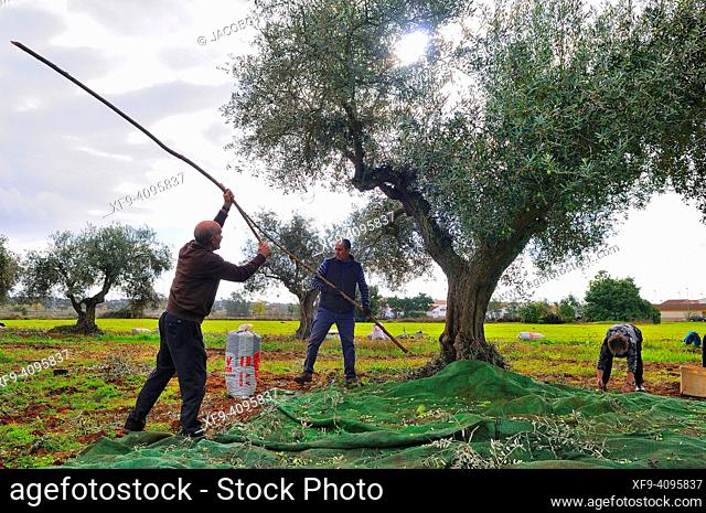 Family harvesting olives. Valdebótoa. Badajoz province. Extremadura. Spain