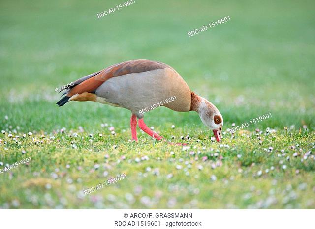 Egyptian goose, North Rhine-Westphalia, Europe, Alopochen aegyptiaca