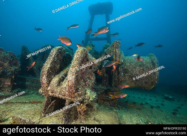 Pacific Creolefish at Fang Ming Wreck, Paranthias colonus, La Paz, Baja California Sur, Mexico