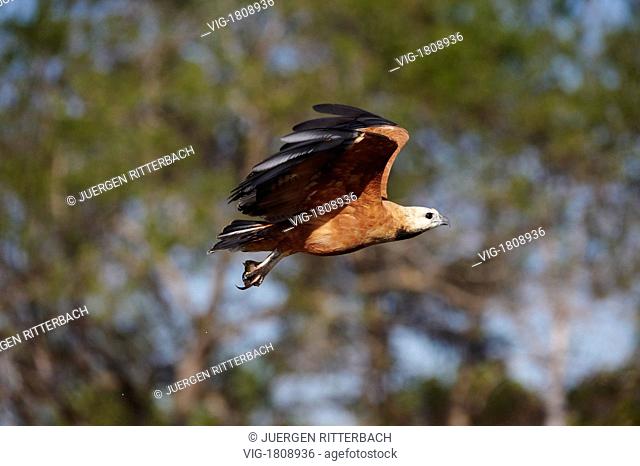 BRASIL, PANTANAL, POCONE, 29.07.2009, flying Black-collared Hawk, Busarellus nigricollis, PANTANAL, MATO GROSSO, Brasil, South America - PANTANAL, POCONE