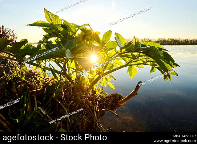 Angelica (Angelica archangelica), young plant, bank, Danube, Bavaria, Germany