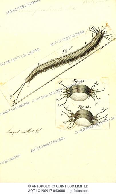 Nereis fimbriata, Print, Nereis is a genus of polychaete worms in the family Nereididae. It comprises many species, most of which are marine