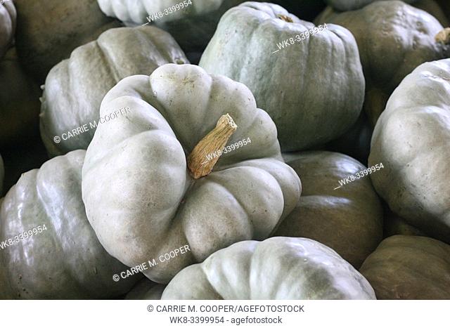 White pumpkins for sale at a local farmers market in Alabama