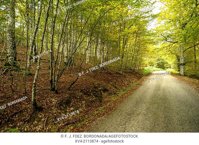 Road across Sorogain forest, Navarre, Spain