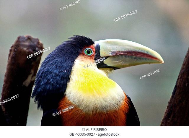 Toucan-of-billed green; Ramphastos dicolorus; Park Aves; Foz do Iguaçu; Paraná; PR; Brazil