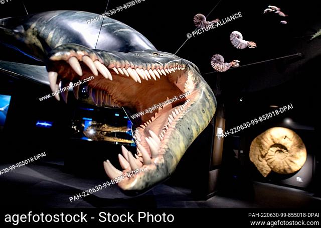 PRODUCTION - 22 June 2022, Lower Saxony, Wilhelmshaven: A life-size model of a Liopleurodon hangs in the new adventure exhibition ""Saurians - Giants of the...