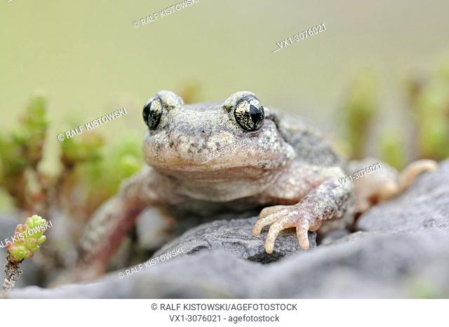 Common Midwife Toad ( Alytes obstetricans ), close-up, frontal shot, sitting on rocks of an old quarry, wildlife, Europe