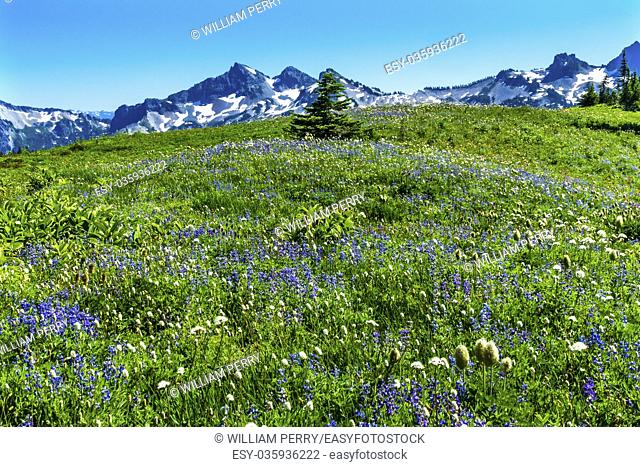 American Bistort Lupine Wildflowers Tatoosh Range Snow Mountains Paradise Mount Rainier National Park Washington Snow Mountain