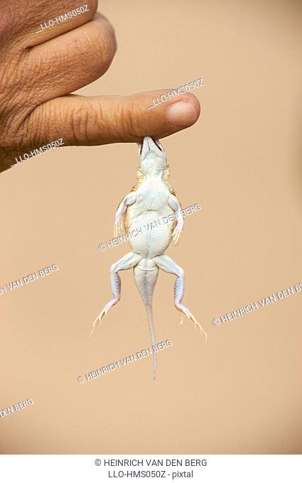 Shovel-snouted lizard Meroles anchietae, biting mans finger, Namibia