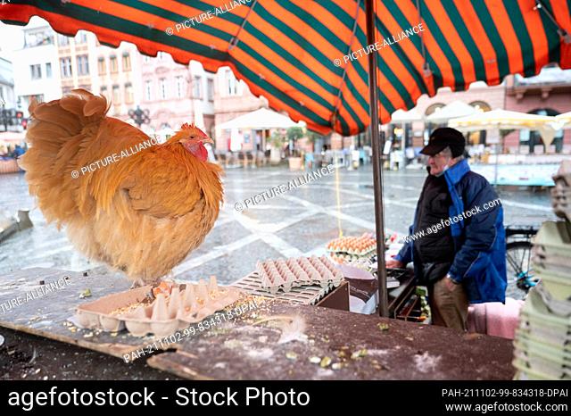 02 November 2021, Rhineland-Palatinate, Mainz: Moritz, a rooster of the Orpington breed, sits on his owner's egg stand at the market in downtown Mainz