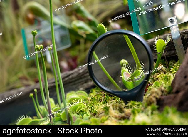 13 April 2022, Baden-Wuerttemberg, Stuttgart: A Venus flytrap is in a display bed for carnivorous plants of a new building for small mammals, birds